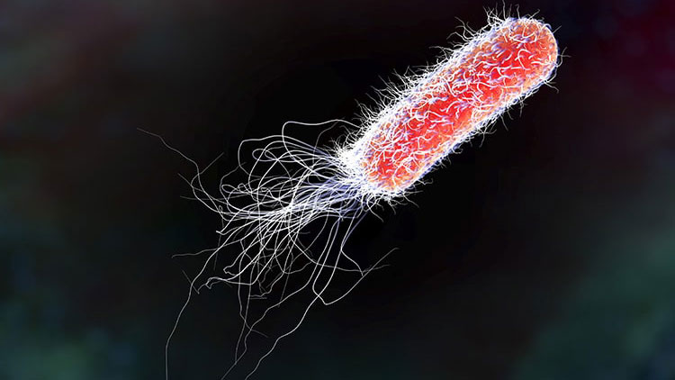 آشنایی با ایی. کولای ( E. coli ) به گزارش مایو کلینیک ( Mayo Clinic )