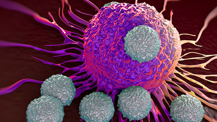 چگونه سلول‌های ایمنی در مبارزه با سرطان دوام می‌آورند؟ از دیدگاه مدرسه عالی پزشکی دانشگاه هاروارد