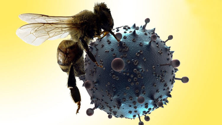زهر زنبور عسل حاوی نوعی سم است که می‌تواند تومورها و HIV را از بین ببرد