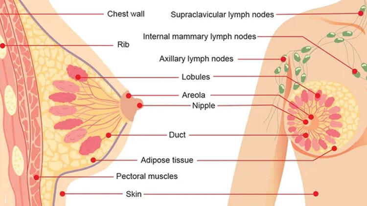 آن‌چه در مورد آناتومی پستان باید بدانید
